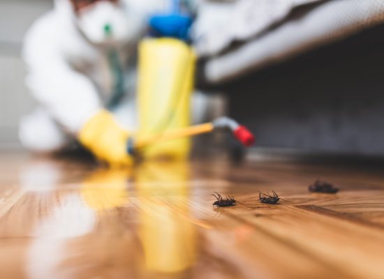 Exterminator